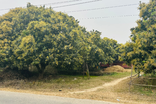 यस वर्ष आँपमा राम्रो मञ्जरी, उत्पादन बढ्ने अपेक्षा